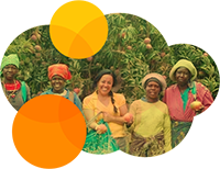 African Mango - Obstbau in Kamerun